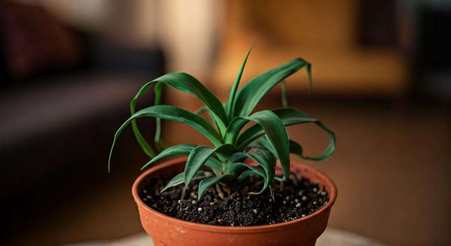 1757027514-pourquoi-votre-plante-dinterieur-est-elle-en-train-de-mourir-la-reponse-qui-va-vous-choquer.jpg Pourquoi votre plante d’intérieur est-elle en train de mourir la réponse qui va vous choquer