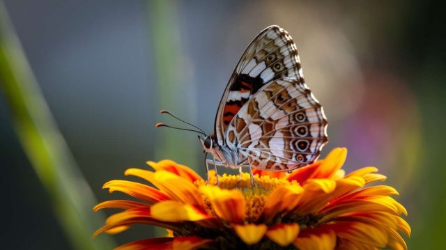 1757061914-gros-plan-sur-un-papillon-sur-une-fleur.jpg Le guide pour attirer les oiseaux bénéfiques et les papillons dans votre jardin