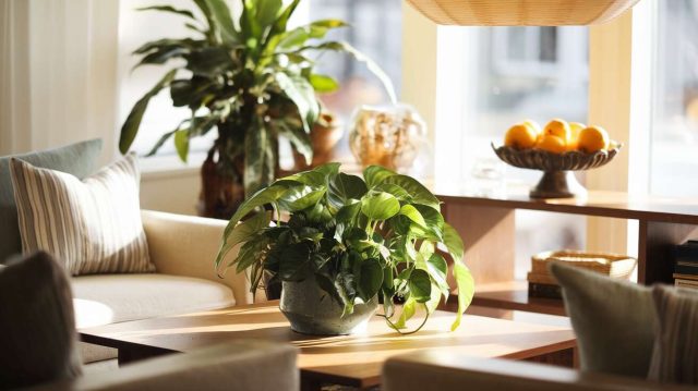 1757657552-le-guide-pour-attirer-la-chance-et-labondance-dans-votre-maison-avec-3-objets-simples.jpg Le guide pour attirer la chance et l’abondance dans votre maison avec 3 objets simples