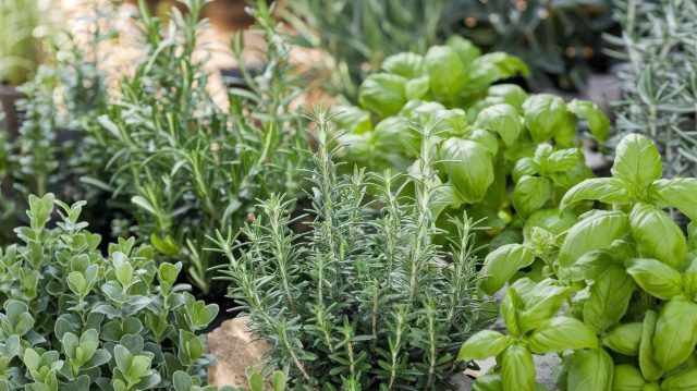 1758264225-le-guide-pour-un-jardin-dherbes-aromatiques-qui-resiste-a-toutes-les-saisons.jpg Le guide pour un jardin d’herbes aromatiques qui résiste à toutes les saisons